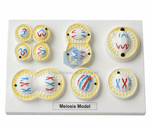 Meiosis Model